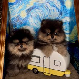 Vuitton - Black and tan male Pomeranian puppy in Bonadelle Ranchos, California from Strawberry Puppies