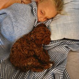 Fisher,now BEAU - Red  male Goldendoodle puppy in Lillington, North Carolina from Peace, Love, and Puppies at the Creek