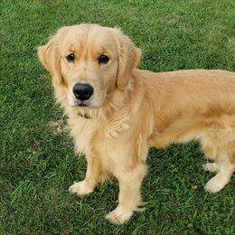 Kenzi - Golden Retriever