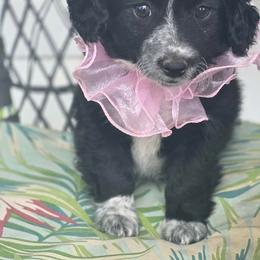 Girl - White and black female Bordoodle puppy in Junction, Utah from Sugar Doodles