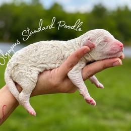 Colin Bridgerton - White male Poodle puppy in Spring Hills, Florida from The Olympus Standard Poodle