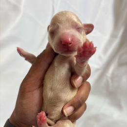 Dazzle - Cream male Dachshund puppy in Orem, Utah from Miekca’s Dachshunds