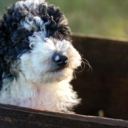 Coast - Black and white male Bernedoodle puppy in Crete, Nebraska from Doodles & Co