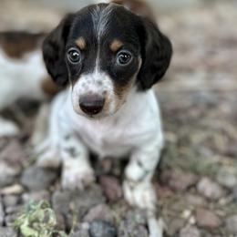 Dachshund Puppies from Jennifer Chadwell