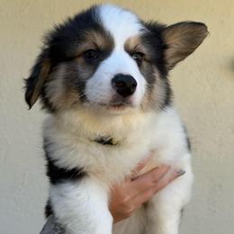 Flounder - Black and tan male Pembroke Welsh Corgi puppy in Vacaville, California from Hope_4thebay_Corgis