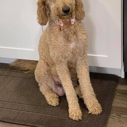 Aussiedoodle and Goldendoodle All Grown Up from Doodles&Danes