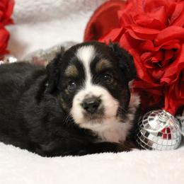 Miniature Australian Shepherd Puppies from Jennifer Townley