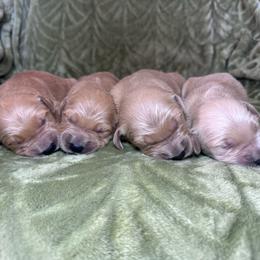Male 4 - Dark golden male Golden Retriever puppy in Merrill, Michigan from Happy Tails Family Farm