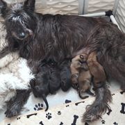 Berger Picard Puppies from Touche Rose