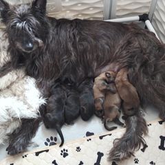 Berger Picard Puppies from Touche Rose