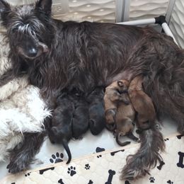 Berger Picard Puppies from Touche Rose