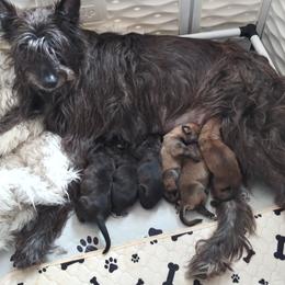 Berger Picard Puppies from Touche Rose
