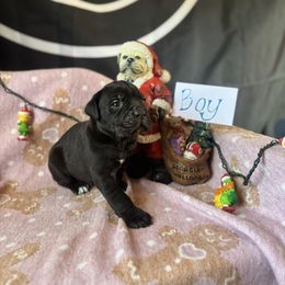 Black Male - Black male Cane Corso puppy in Snellville, Georgia from A Really Good Kennel