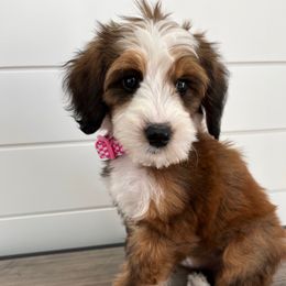 Harley - Brown and white female Bernedoodle puppy in Garrettsville, Ohio from Sunset Family Farm