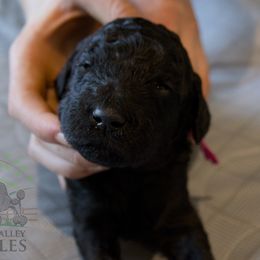 Acacia (girl) - red collar - Blue female Poodle puppy in Tullahoma, Tennessee from Peaceful Valley Poodles