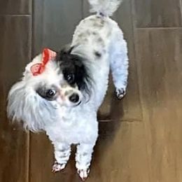 Mavis - Poodle
