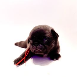 Isaac (red collar) - Silver male Pug puppy in Hereford, Arizona from Broken Road Ranch Pugs