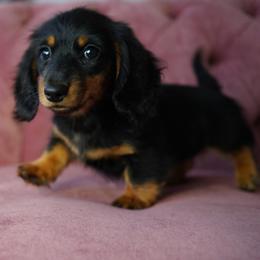Cardi - Black and tan female Dachshund puppy in Temecula, California from Naomi Magee's Dachshund Kennel