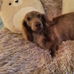 Dachshund Puppies from BleuBayou Dachshunds