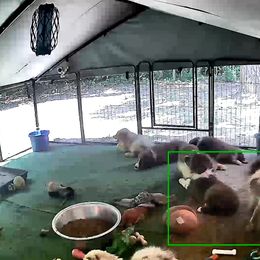 Australian Shepherd Puppies from Kickin K Aussies - NC