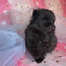 Ocean - Black parti female Pomeranian puppy in Scio, Oregon from Mac Daddy Poms