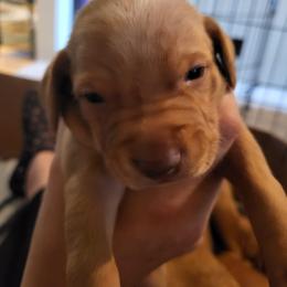 Girl 3 - Golden rust female Vizsla puppy in Stryker, Montana from Jeff Schmieder