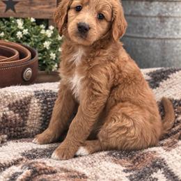 Macadamia nut - Apricot female Goldendoodle puppy in Burleson, Texas from Kendall’s Kennel