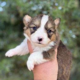Joy - Fluffy - Sable female Pembroke Welsh Corgi puppy in Anderson, California from Flying K Corgis