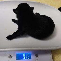 Blue Star - Black and tan male Schipperke puppy in Randsburg, California from Light's Family Farm & Schipperke Ranch