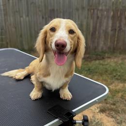 Albie - Dachshund