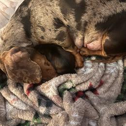 Lucille - Sable female Dachshund puppy in Converse, Texas from JP's South Texas Dachshunds