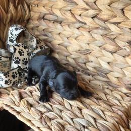 Loretta Lynn - Black female Shihpoo puppy in Delphos, Ohio from Route 66 Puppies