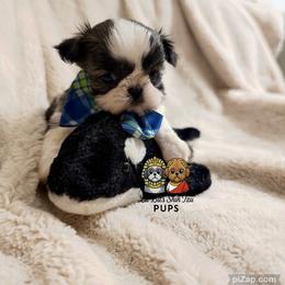 Charlie - Tricolor male Shih Tzu puppy in Walkertown, North Carolina from Lil’ Bit’s Shih Tzu