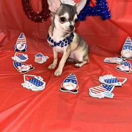 Zack - Black sabled fawn male Chihuahua puppy in Palmyra, Indiana from Country Star Chihuahuas & Yorkies