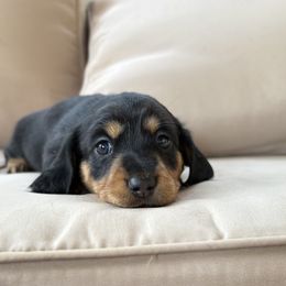 Girl 2 - Black and tan female Dachshund puppy in Massies Mill, Virginia from Pigeon Hill Dachshunds