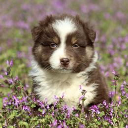 Pluto - Red tri-color male Australian Shepherd puppy in Star City, Arkansas from Blush & Lace Aussie Co.