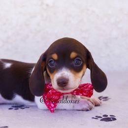 Dot - Chocolate and tan female Dachshund puppy in Apple Valley, California from Socaldoxies