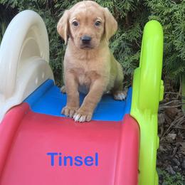 Tinsel - Yellow male Labrador Retriever puppy in Tigard, Oregon from Morrison Labrador Retreivers