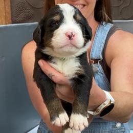 Lime Green Collar Female - Black rust and white female Bernese Mountain Dog puppy in Bristol, Tennessee from Holston Hollow Farm