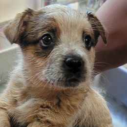Australian Cattle Dog Puppies from Miller Australian Cattle Dogs