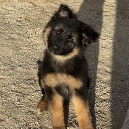 Thelma - Black and red female German Shepherd puppy in Whitewater, California from Vom Haus Metzler Shepherds