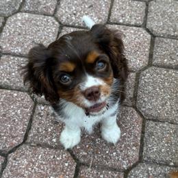 Cavalier King Charles Spaniel puppies from Dandelions and Kings