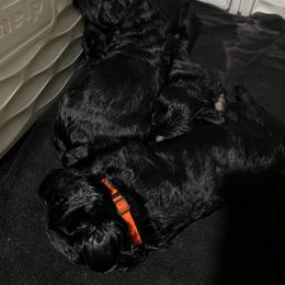 Dobson-Orange Collar - Pepper and salt male Giant Schnauzer puppy in Atoka, Oklahoma from Hannah's Haus & Farm