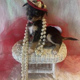 Red Rosie - Chihuahua