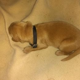 Golden Retriever Puppies from Gingersnap Golden Retrievers