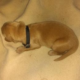 Golden Retriever Puppies from Gingersnap Golden Retrievers