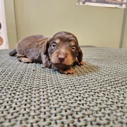 Chocolate Girl - Chocolate and tan female Dachshund puppy in Panama City Fl, Florida from Southern Bliss Doxies