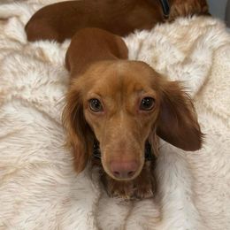 Kelly - Dachshund