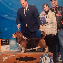 Dollar - Basset Hound
