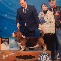 Dollar - Basset Hound